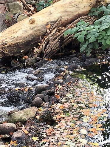 ripples bottom mill pond