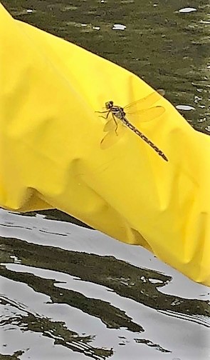 dragonfly